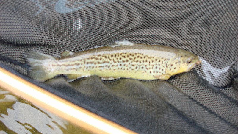 Kettle Brown 2.JPG